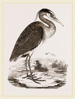 Heron
