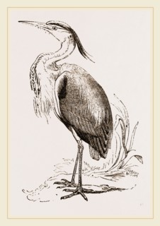 Heron