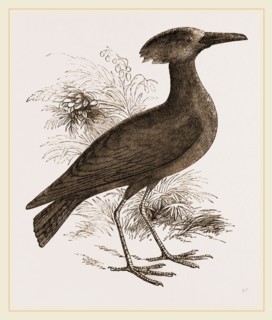 Tufted Umber