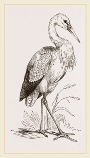 Stork