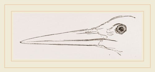 Bill of Stork