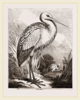 Stork