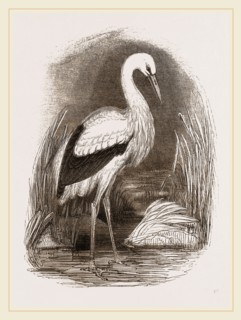 Stork