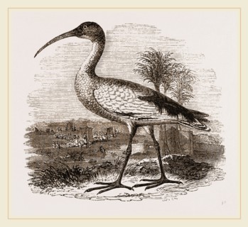 Sacred Ibis