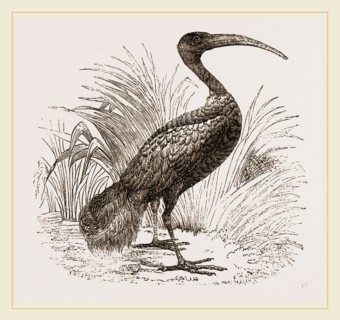 Sacred Ibis
