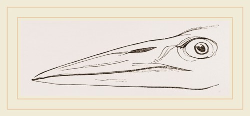 Bill of Marabou