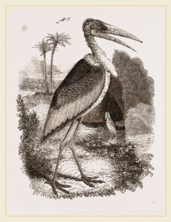 Adjutant