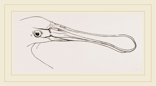 Bill of Spoonbill