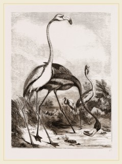 Flamingoes