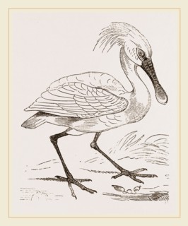 Spoonbill