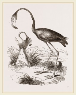 Flamingoes and Nest