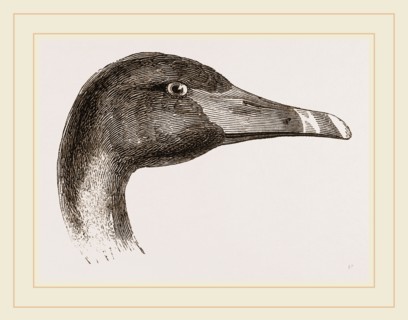 Head of Black Swan