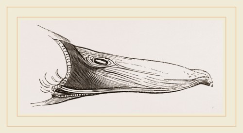 Bill of Mallard