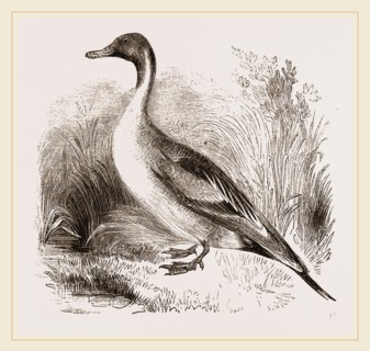 Pintailed Duck