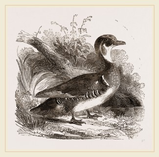 Summer Duck