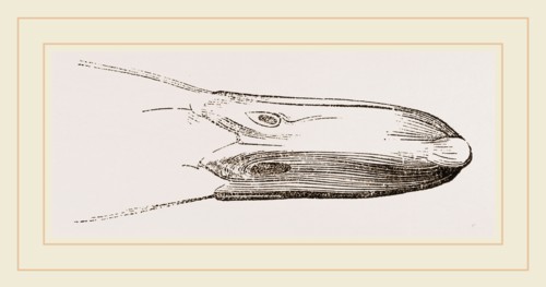 Bill of Widgeon
