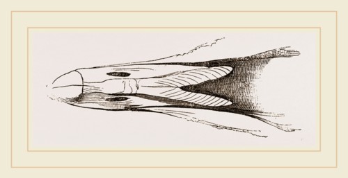 Bill of Eider-Duck