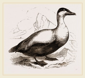 Male Eider-Duck