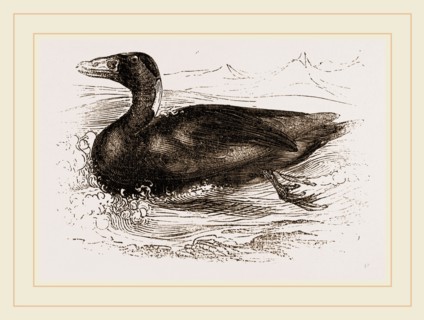 Surf-Duck