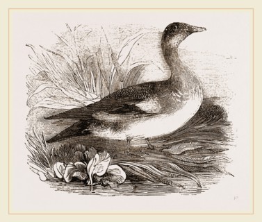 Americau Widgeon