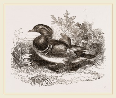 Mandarin duck