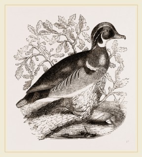 Summer Duck