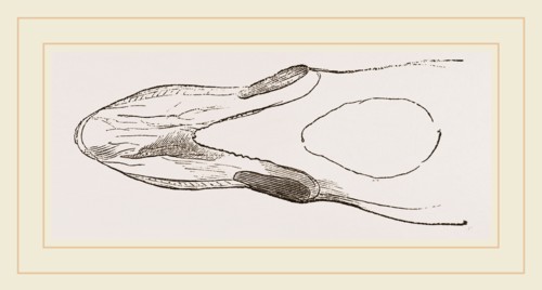 Bill of Surf-Duck