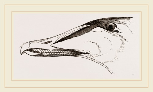 Bill of Eider-Duck