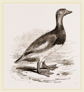 Steamer-Duck