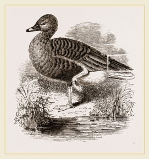 Beau Goose