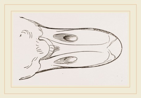 Bill of Egyptian Goose