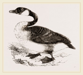 Canada Goose