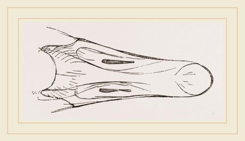 Bill of Snow Goose