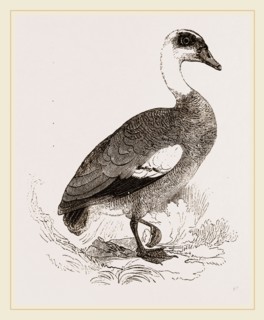 Egyptian Goose