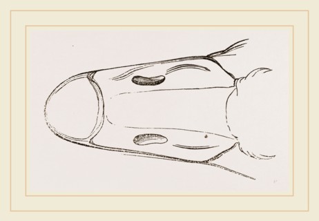 Bill of Cereopsis Goose