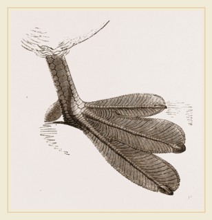 Foot of Grebe