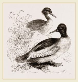 Goosanders