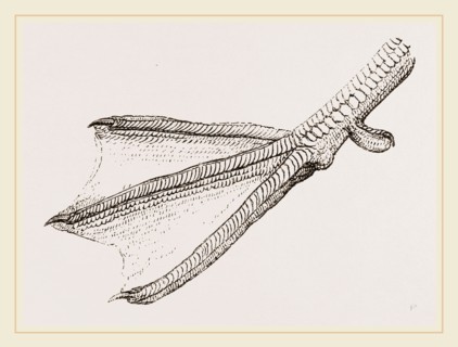 Foot of Merganser