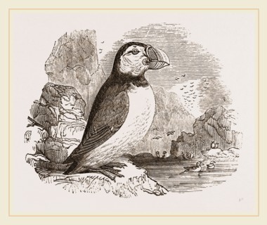Puffin