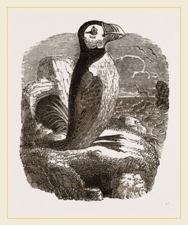 Puffin