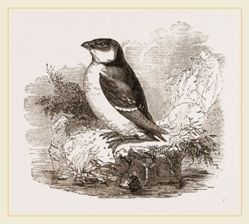 Little Auk