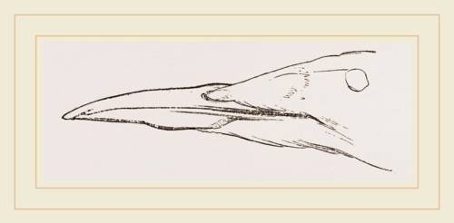 Bill of Guillemot