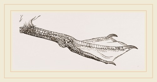Foot of Guillemot