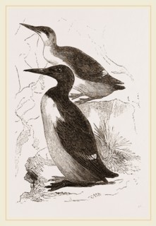 Foolish Guillemots