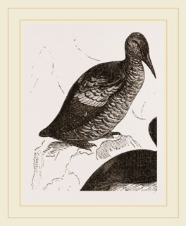 Black Guillemot