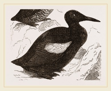 Black Guillemot