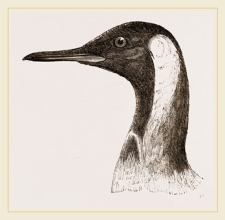 Head of King Penguin