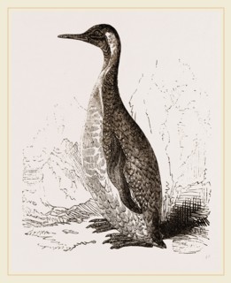Patagonian Penguin