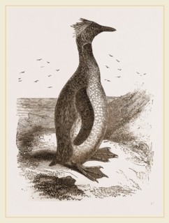 Crested Penguin
