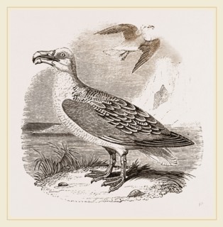 Albatross